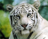 /album/animales-exoticos-/tigre-blanco-02-760x625-jpg/