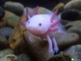 /album/fotogaleria/ajolote-jpg/