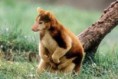 /album/fotogaleria/canguro-jpg/