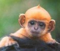 /album/fotogaleria/langur-jpg/